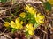 Winterlings bloom yellow in spring