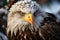 Winters majesty captured in the close up of a bald eagle