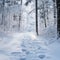Winters Serene Path: A Trail of White Footprints in a Snowy Forest