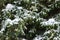 Winters Veil: Majestic Snow-Clad Pine Glistening in Frosty Splendor