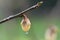 Wintersweet Chimonanthus praecox budding flower with dew