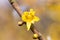 Wintersweet flower closeup