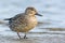 Wintertaling, Eurasian Teal, Anas crecca