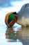 Wintertaling, Eurasian Teal, Anas crecca