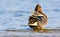 Wintertaling, Eurasian Teal, Anas crecca