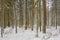 Wintertime landscape of snowy mixed tree stand