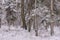 Wintertime landscape of snowy mixed tree stand