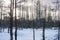 Wintertime landscape with spooky dead trees in frozen swamp