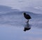 Wintertime, wild duck on iced lake surface with sky reflection o