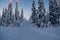 Winterwonderland in innlandet county norway with skiing tracks and snow covered trees