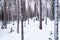 A wintery boreal pine grove with tall trees in Estonia, Northern Europe.