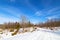 Wintery forest on a sunny day.