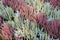 Wintery grave decoration with white and pink heather and silver leafs