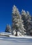 Wintery trees in Gstaad