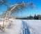 Wintry evening view cross country skiing way with