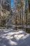 Wintry forest, Martins Fork River, Kentucky