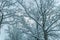 Wintry Path Through a Chilly Forest with Snow Covered Trees. Winter road through snowy forest