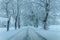 Wintry Path Through a Chilly Forest with Snow Covered Trees. Winter road through snowy forest