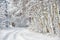 Wintry road through birch forest