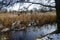 Wintry rural pond