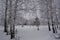 Wintry scene. Birch trees in snow. Mixed forest in cloudy winter day