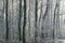 Wintry scene: Hoarfrost in the forest