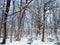 Wintry Scene Newly Fallen Snow in Forest