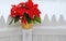 Wintry season with holiday poinsettia on white picket fence