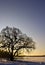 Wintry sunset, tree and ice covered lake