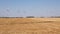 Winturbines in a Wheat Field