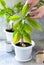 Wipe the leaves of the plant with a damp cloth; take care of houseplants.
