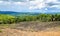 Wiped tree in the eucalyptus production forest. Minas Gerais , B