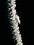 Wire Coral Shrimp - Pontonides uncigeri