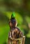 Wire-crested Thorntail - Discosura popelairii