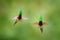 Wire-crested Thorntail, Popelairia popelairii, two hummingbird in fly. Fight in the tropic forest, green beautiful birds with