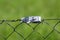 Wire fence strong grey metal tensioner closeup on light green background
