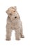 Wire fox terrier