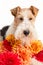 Wire Fox Terrier