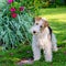 Wire Fox Terrier