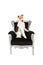 Wire fox terrier in black baroque chair