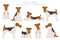 Wire fox terrier clipart. Different poses, coat colors set