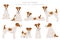 Wire fox terrier clipart. Different poses, coat colors set