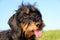 Wire haired dachshound in the garden