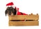 Wire haired dachshund with Christmas suit in wooden crate