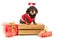 Wire haired dachshund with Christmas suit on wooden crate
