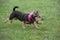 Wire haired dachshund, running, fetching a ball