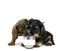 WIRE-HAIRED DACHSHUND AND SMOOTH-HAIRED DACHSHUND, PUPPIES DRINKING MILK