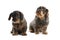 Wire-haired dachshunds