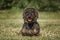 Wire haired long haired Dachshund with his tongue out in a field