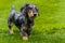 Wire-haired miniature dachshund walking across field